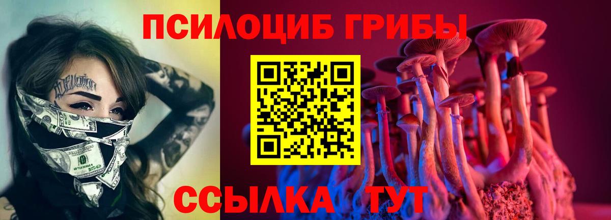 Псилоцибиновые грибы Psilocybe Горно-Алтайск